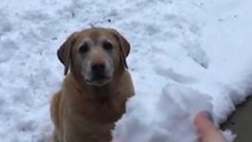 When This Dog Loses His Snowball In The Snow He Goes Completely Bonkers