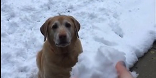 When This Dog Loses His Snowball In The Snow He Goes Completely Bonkers