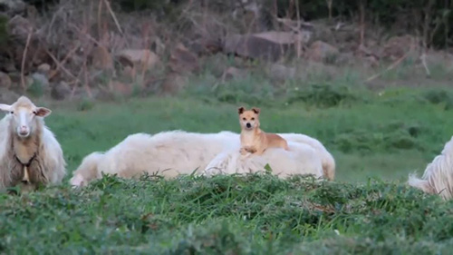 Doggo Makes Sheep Friends