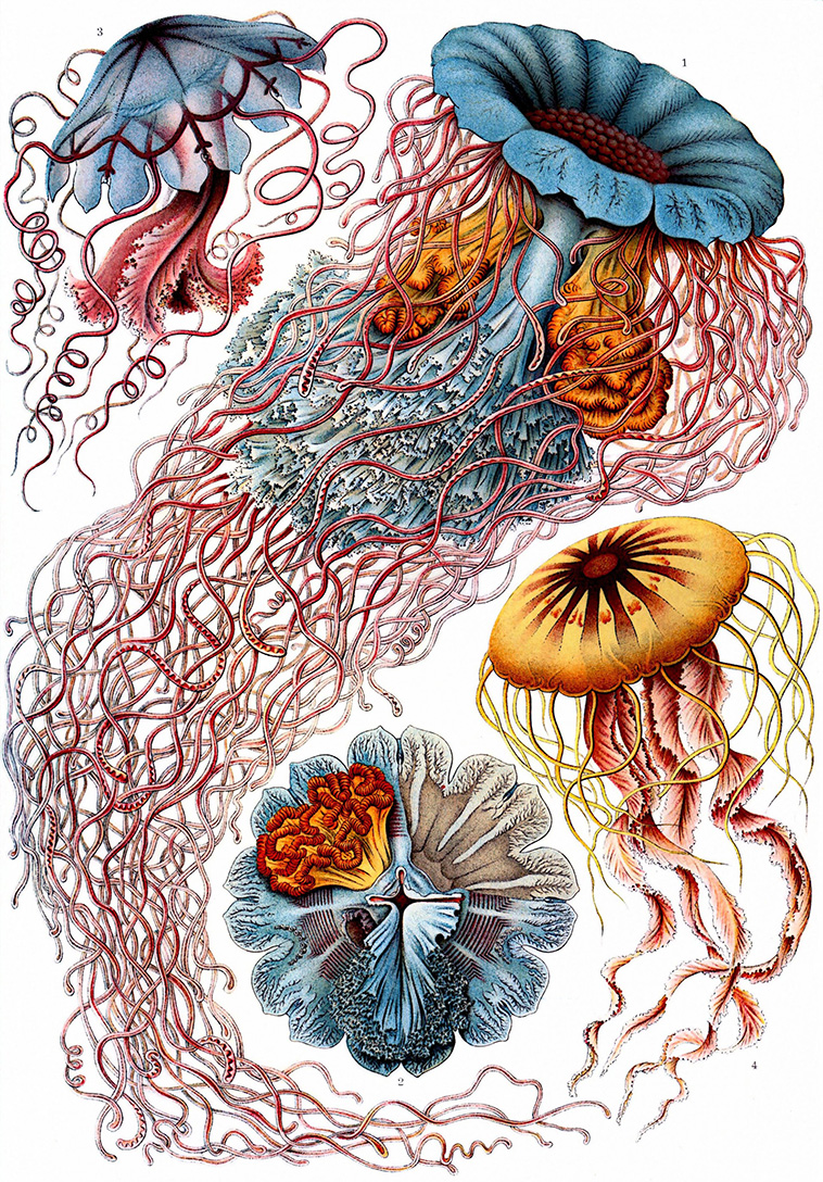 The Art and Science of Ernst Haeckel