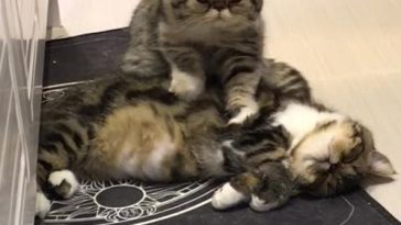 Kitty Massages Kitty