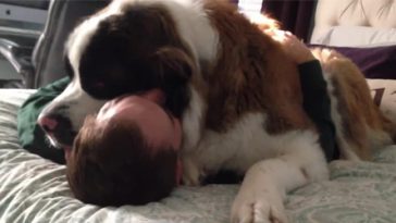 Needy Big Pup Won't Let Go Of His Owner