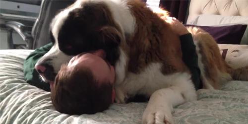 Needy Big Pup Won't Let Go Of His Owner
