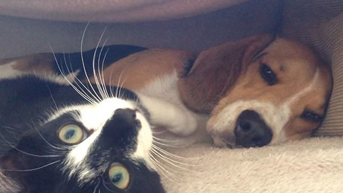 Patient Beagle Tolerates Overly-Affectionate Kitten