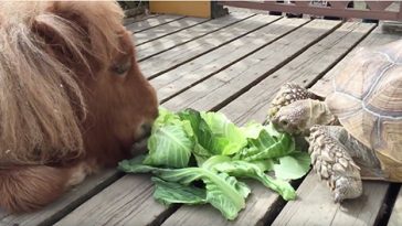 Puppy, Tortoise, And Mini-Pony