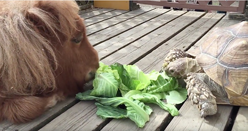 Puppy, Tortoise, And Mini-Pony