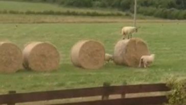 adorable-lamb