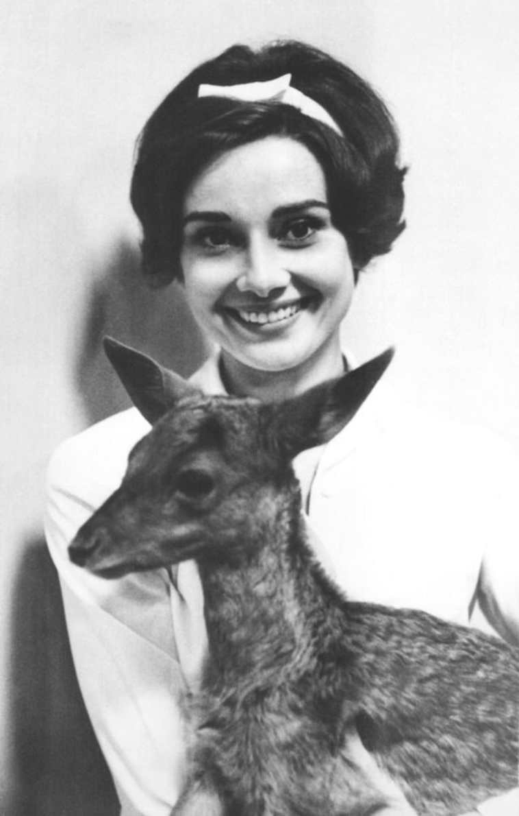 audrey hepburn pet deer pippen