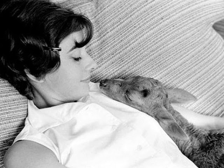 audrey hepburn pet deer pippen