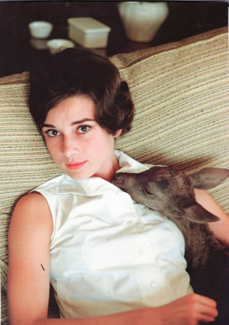 audrey hepburn pet deer pippen