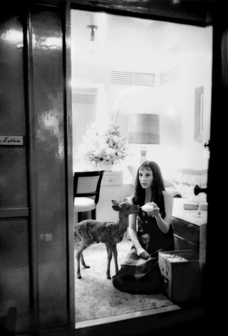 audrey hepburn pet deer pippen