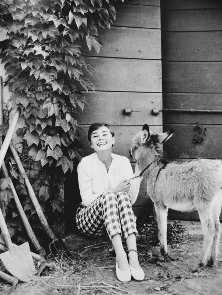 audrey hepburn pet deer pippen