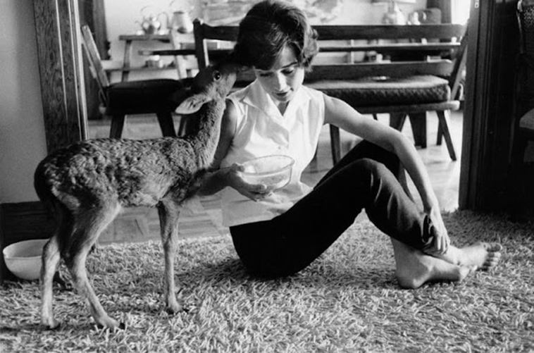 audrey hepburn pet deer pippen