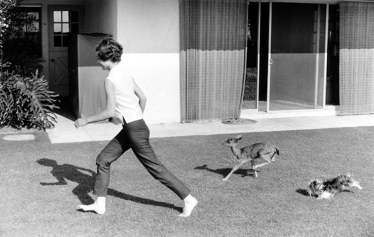 audrey hepburn pet deer pippen