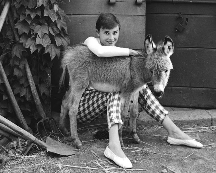 audrey hepburn pet deer pippen