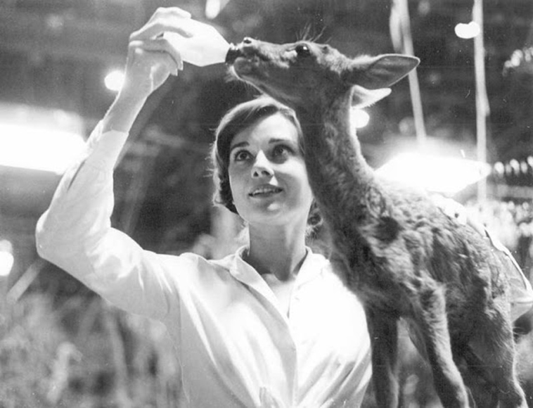audrey hepburn pet deer pippen