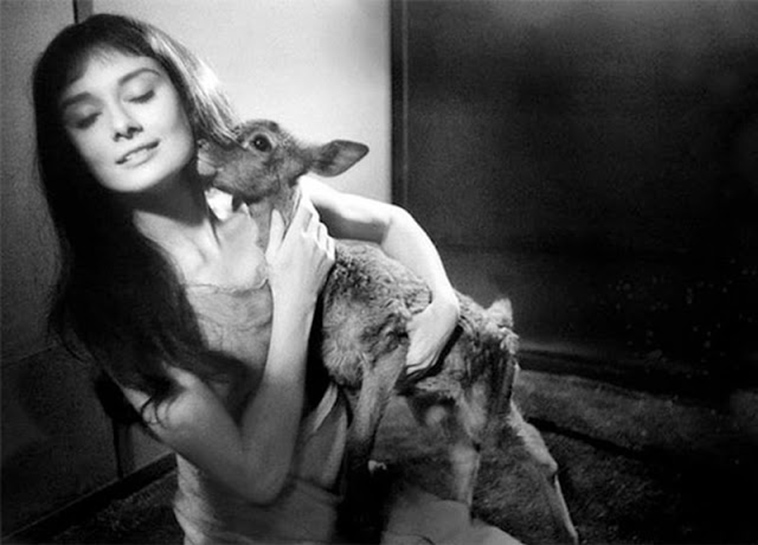 audrey hepburn pet deer pippen