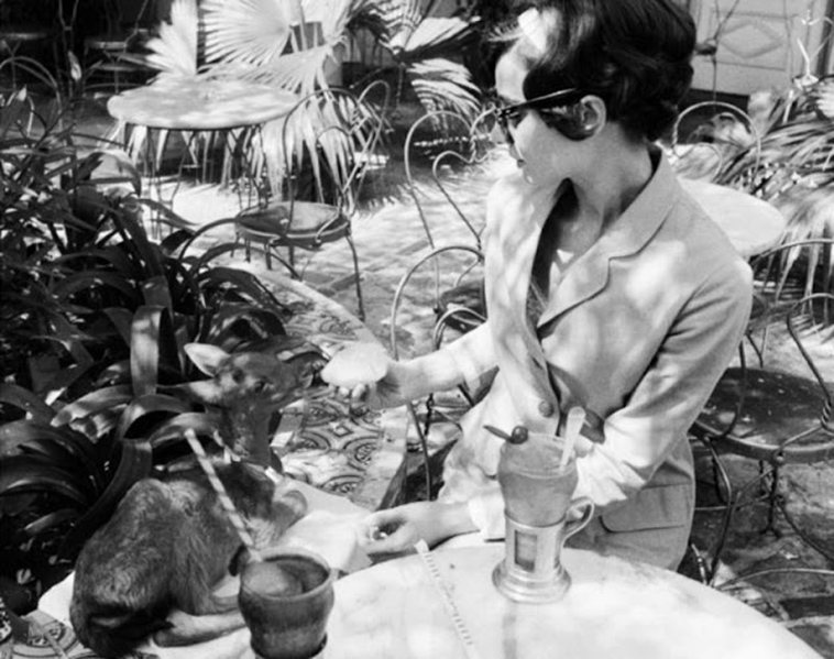 audrey hepburn pet deer pippen