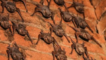 bat lady