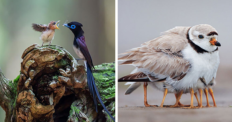 20 Birds Taking Care Of Their Babies