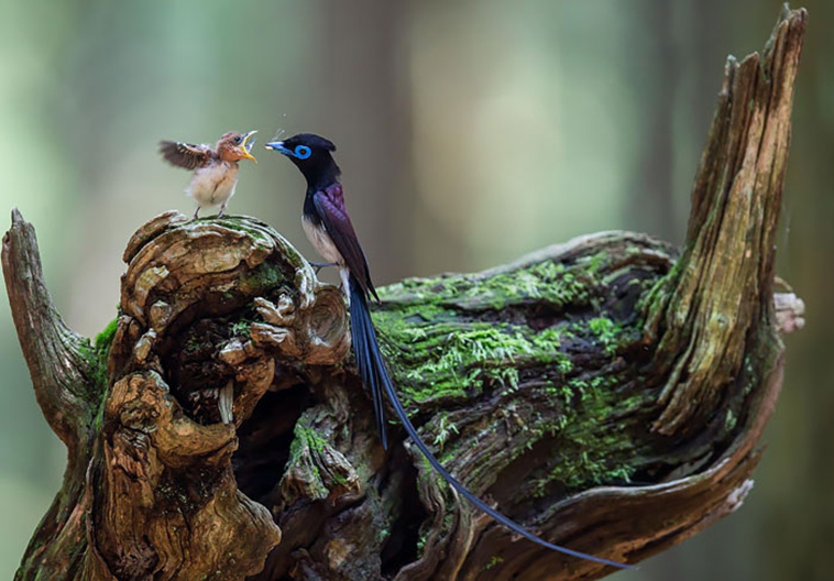 cute bird parents