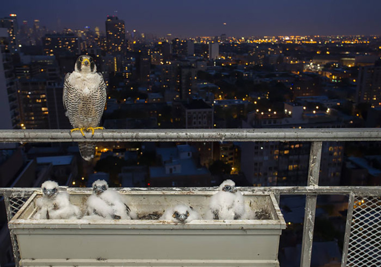 cute bird parents