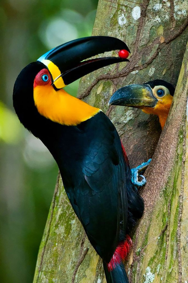 cute bird parents