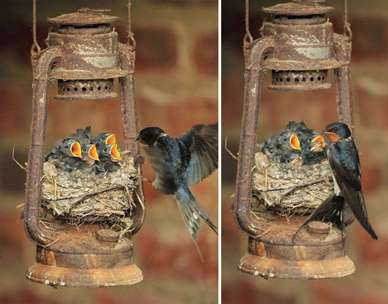cute bird parents