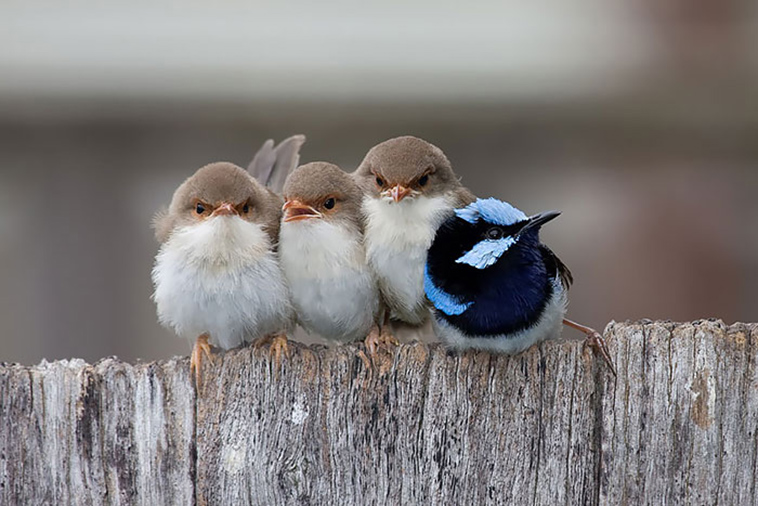 cute bird parents