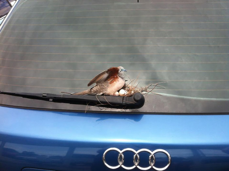 cute bird parents