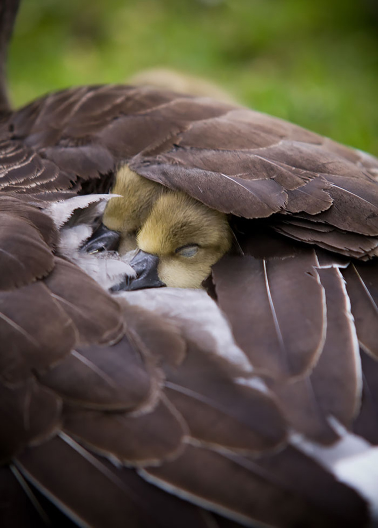 cute bird parents