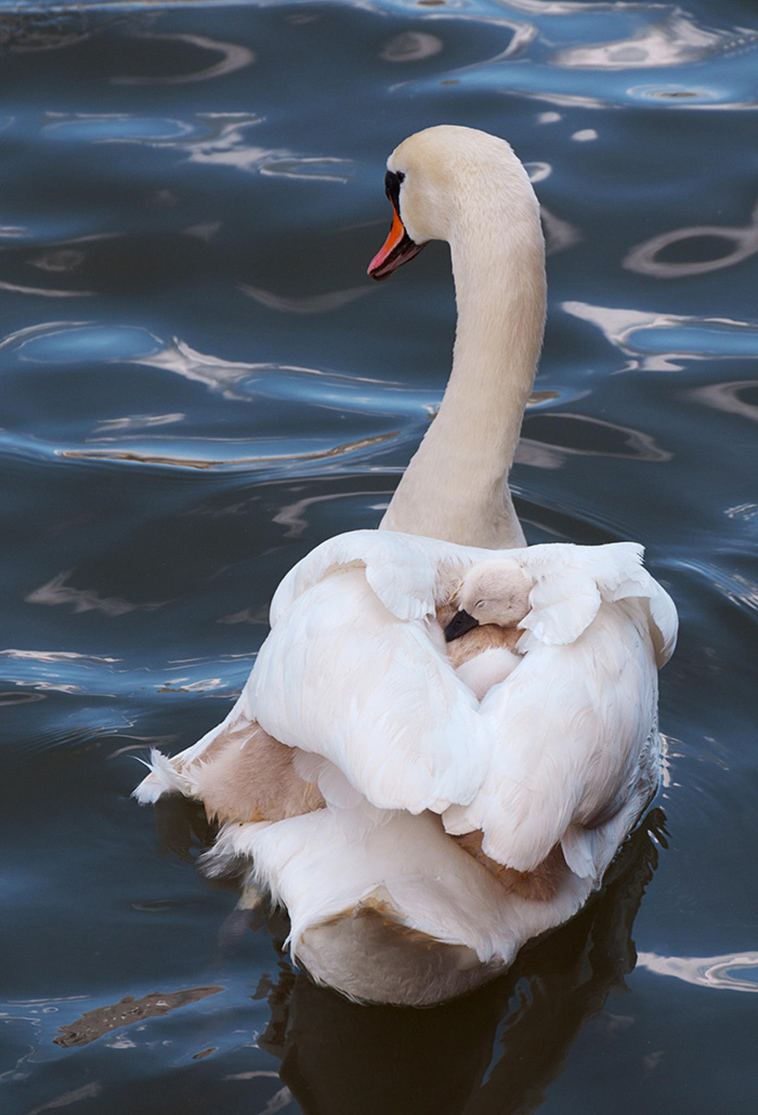 cute bird parents