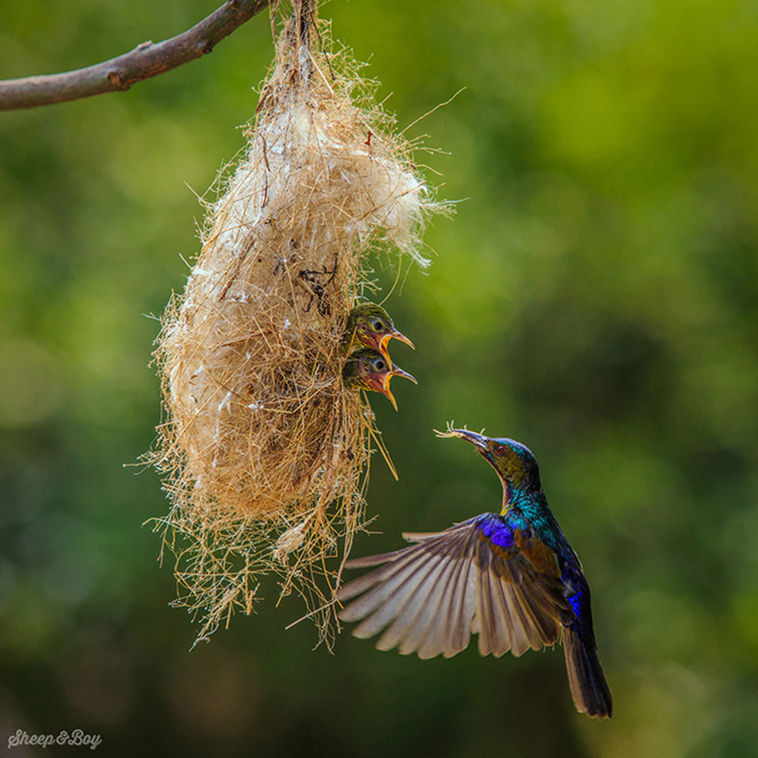 cute bird parents