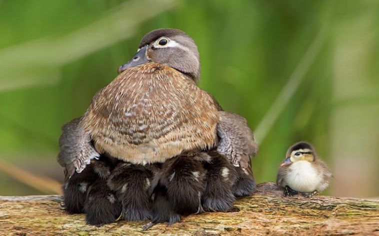 cute bird parents