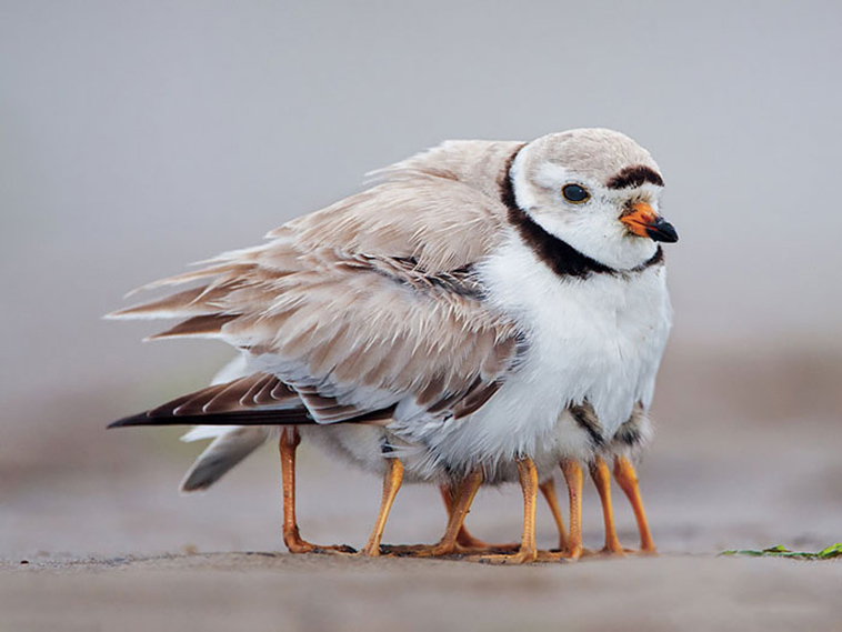 cute bird parents