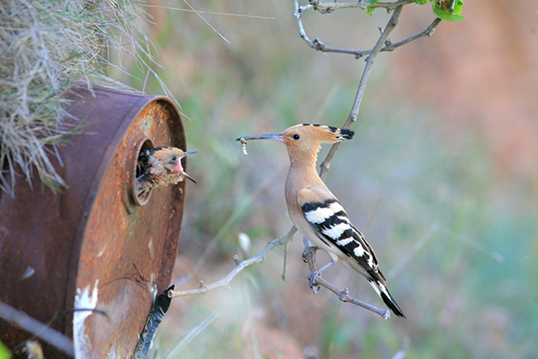cute bird parents