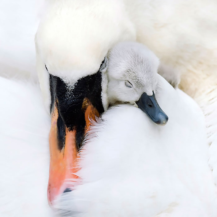 cute bird parents