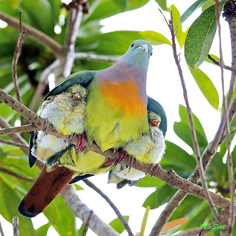 cute bird parents