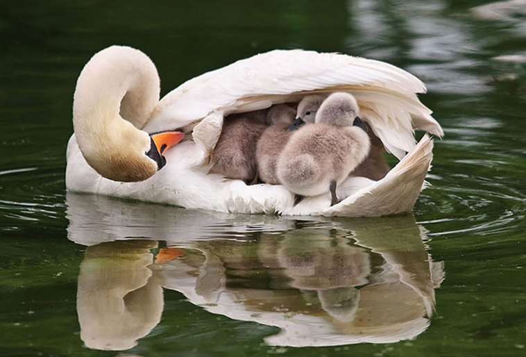 cute bird parents