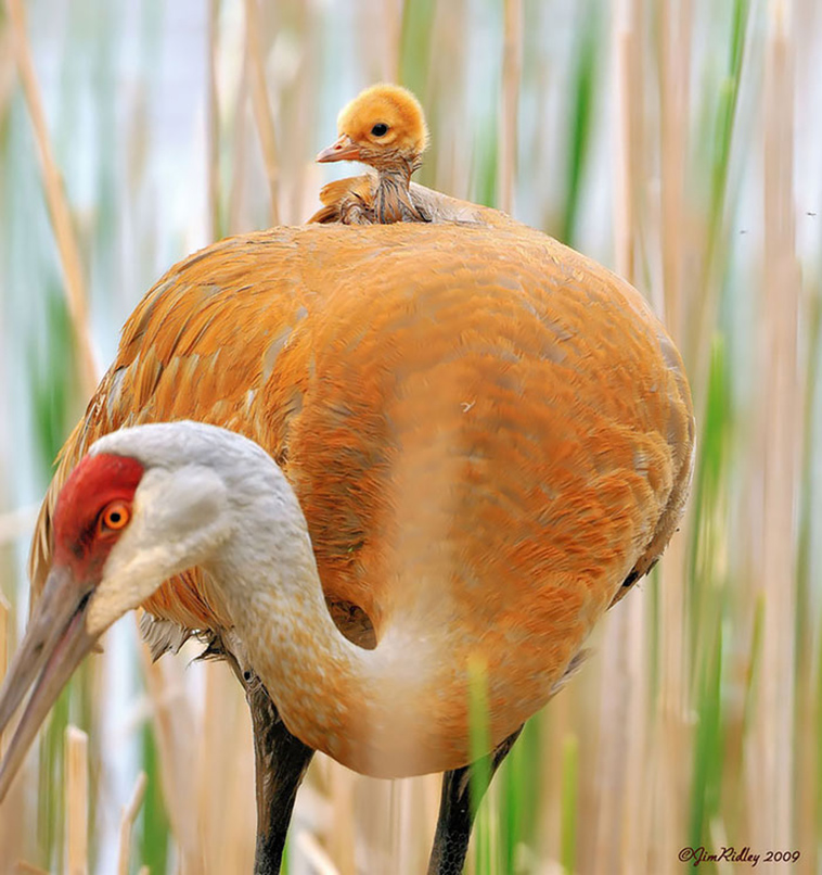 cute bird parents