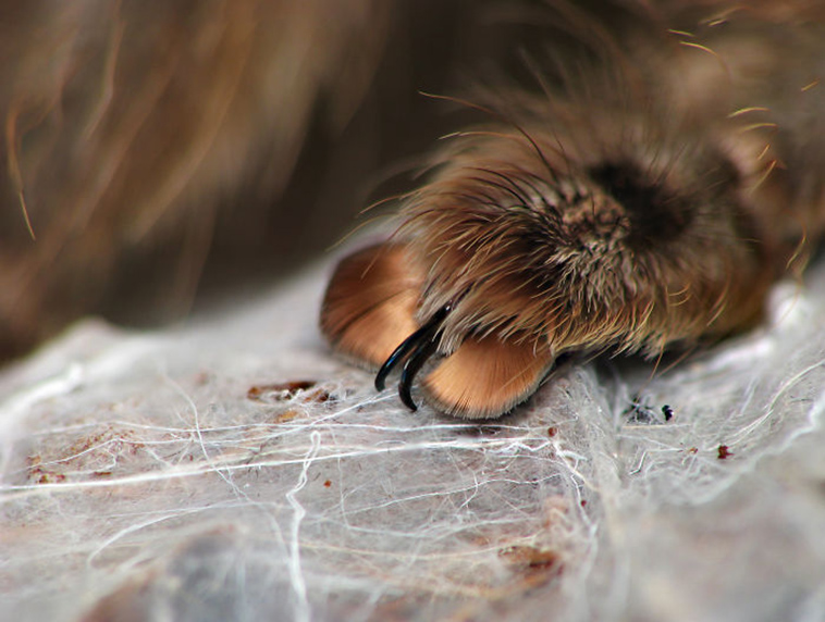 cute spider paws photo