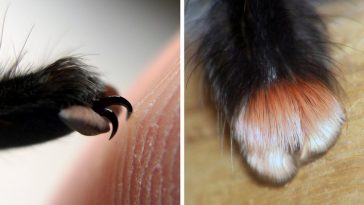 cute spider paws photo
