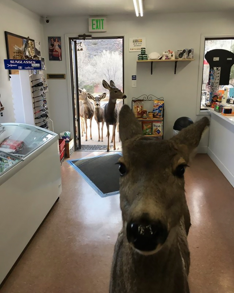 deer family visits store colorado