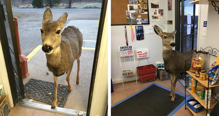 deer family visits store colorado