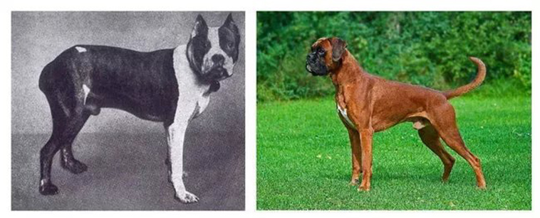 Fascinating Photos Of What Dog Breeds Looked Like 100 Years Ago Vs Today