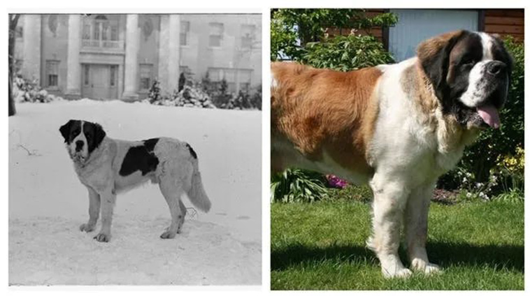 dog breeds looked like 100 years ago vs today