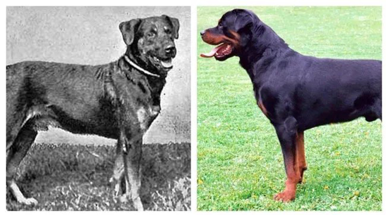 Fascinating Photos Of What Dog Breeds Looked Like 100 Years Ago Vs Today