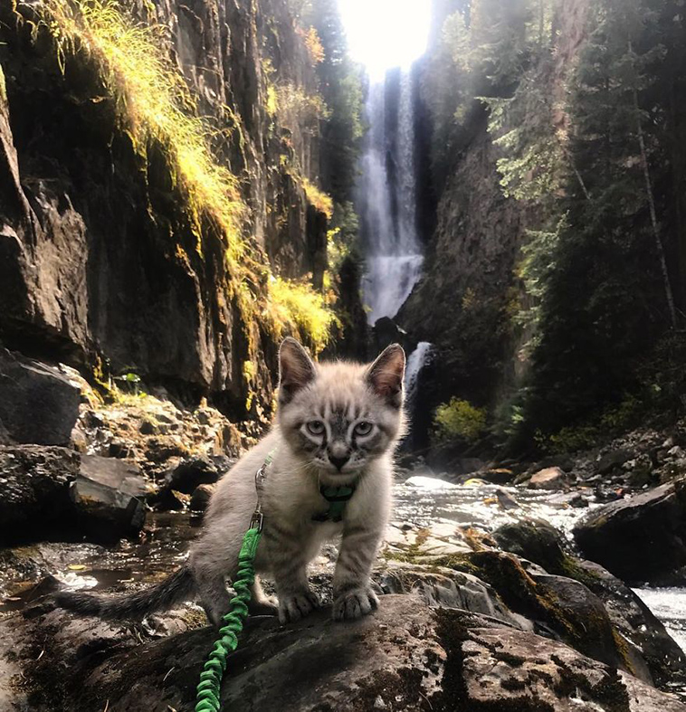 dog cat travelling