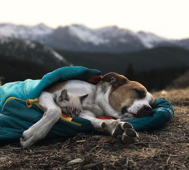 dog cat travelling