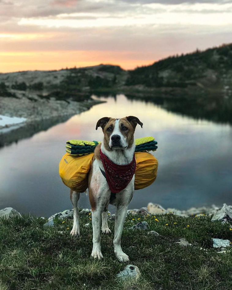 dog cat travelling